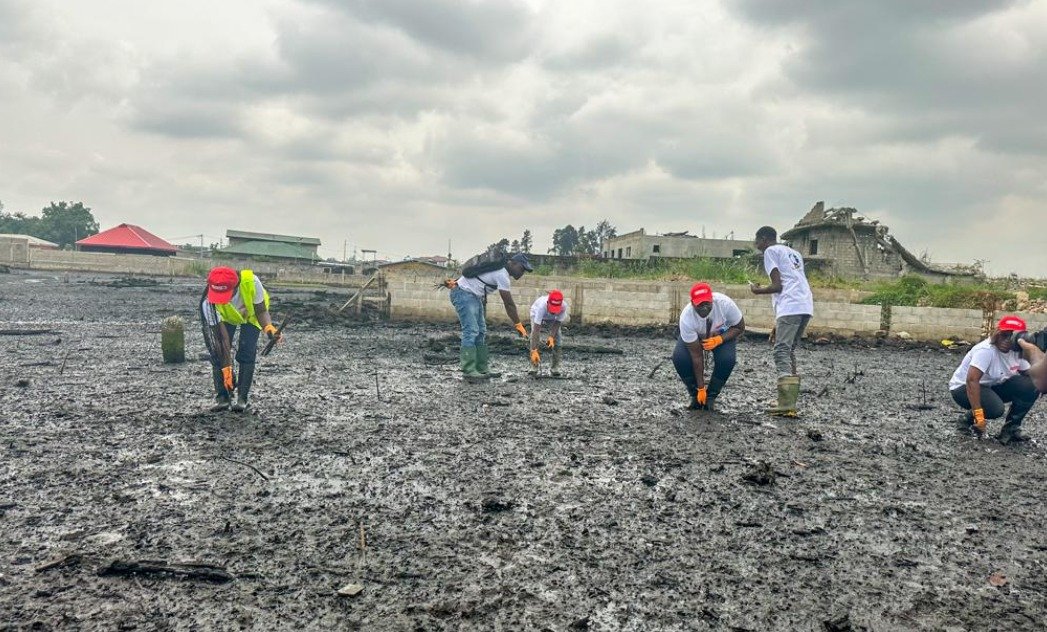 LIBREVILLE – Une mangrove renaît à Mindoubé grâce au tournoi 33 Export Corporate Championship
