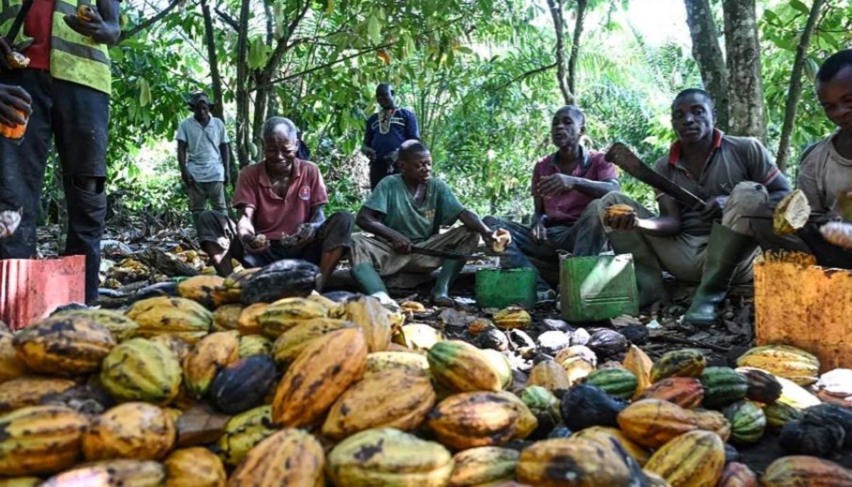 Café-Cacao : le Gabon signe une percée historique et crédibilise sa stratégie de diversification économique