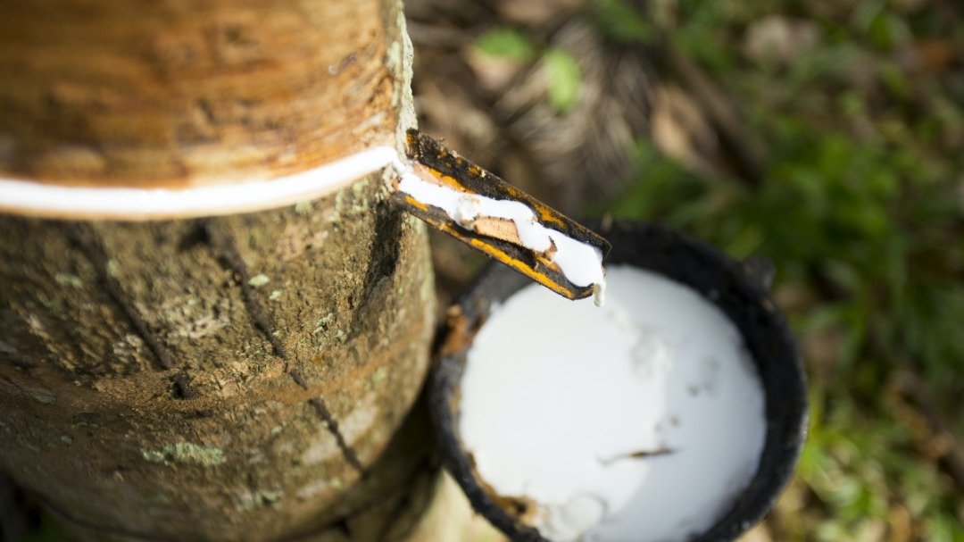 Agriculture de rente au Gabon : le caoutchouc naturel en crise, le palmier à huile sauve timidement le secteur
