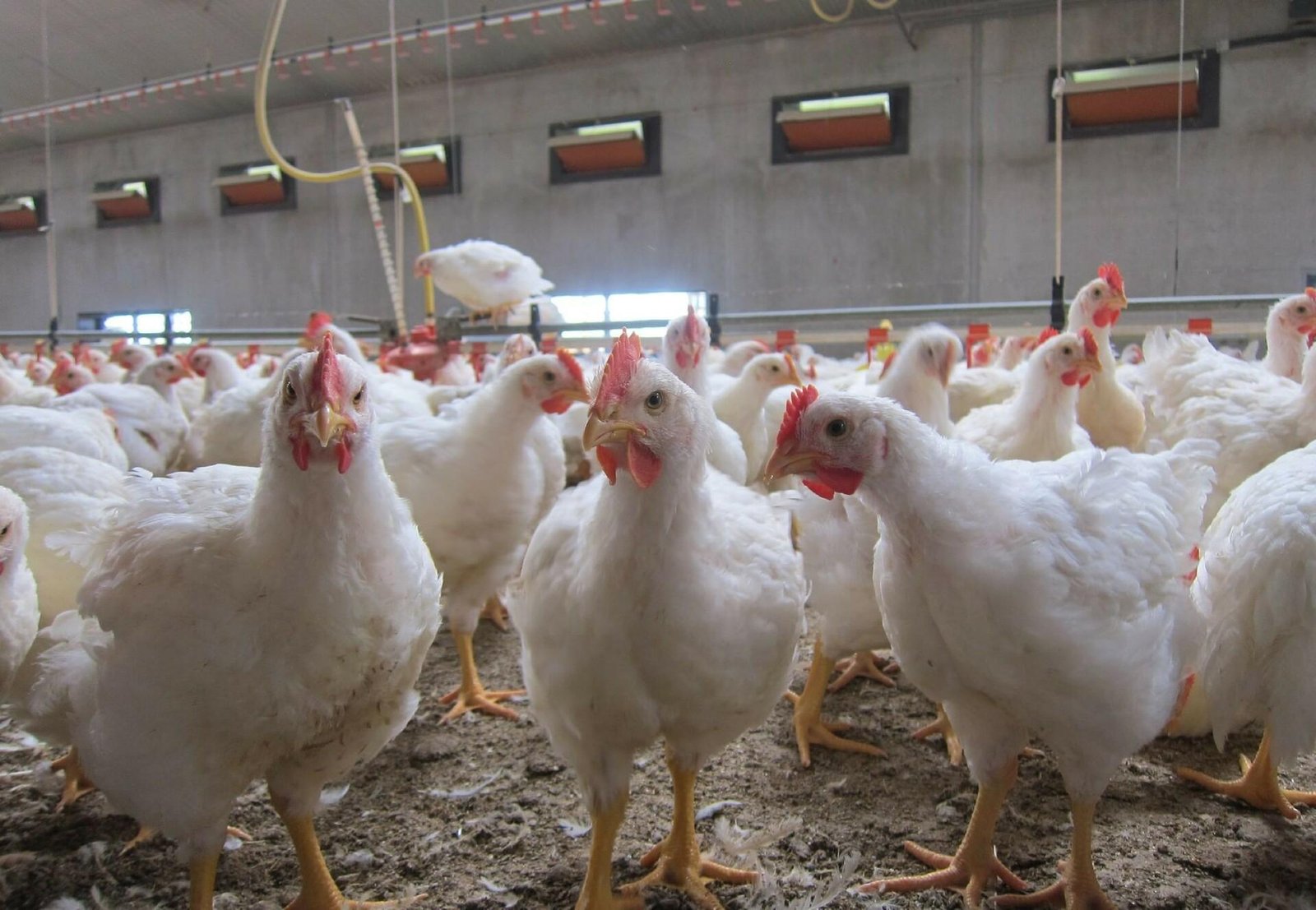 Poulet de chair : le Gabon planche sur 2027 pour tourner la page des importations