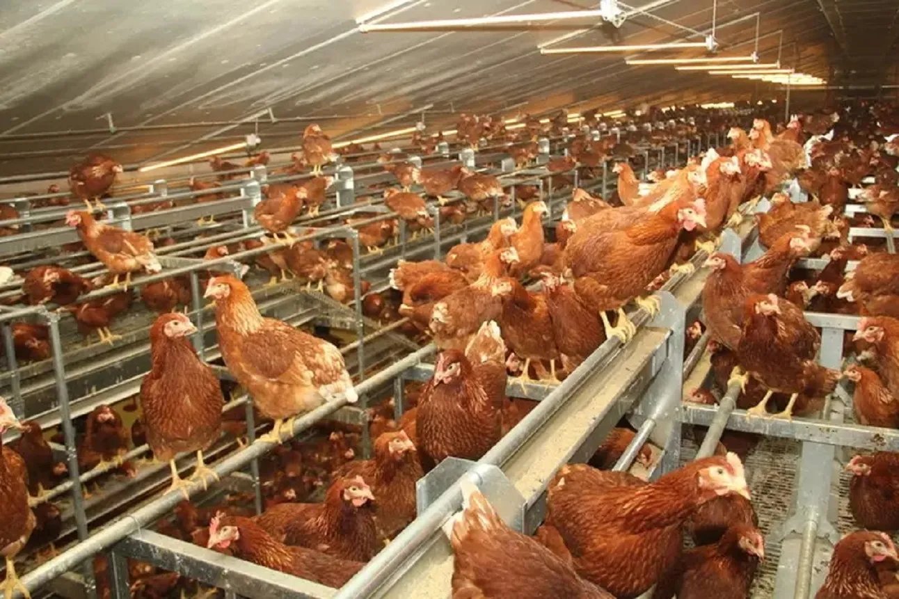 Gabon :  71 000 hectares de terres agricoles  supplémentaires nécessaires pour booster la filière avicole