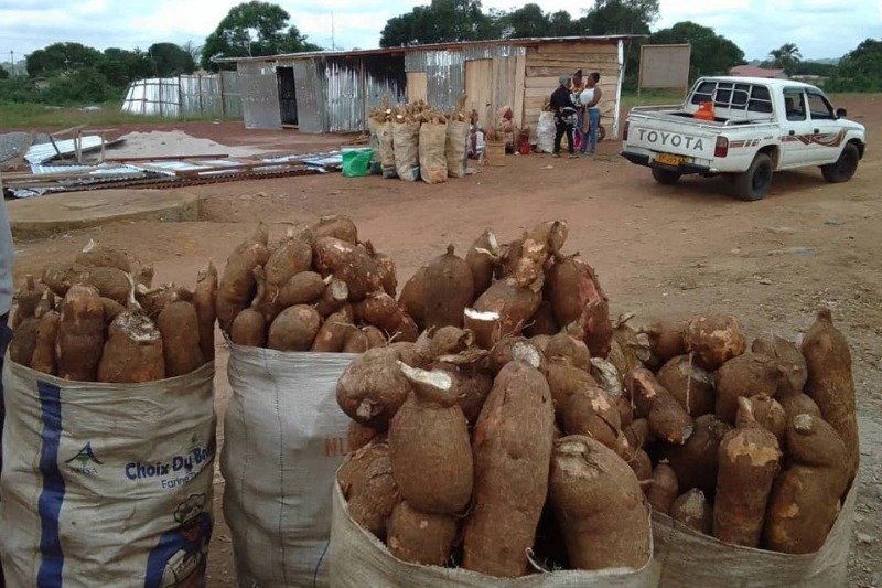Bitam : les vendeuses de tubercules de manioc crient leur détresse