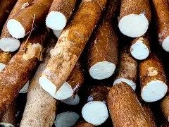 « Roi du Manioc » : quand l’entrepreneuriat gabonais transforme un aliment de base en moteur économique
