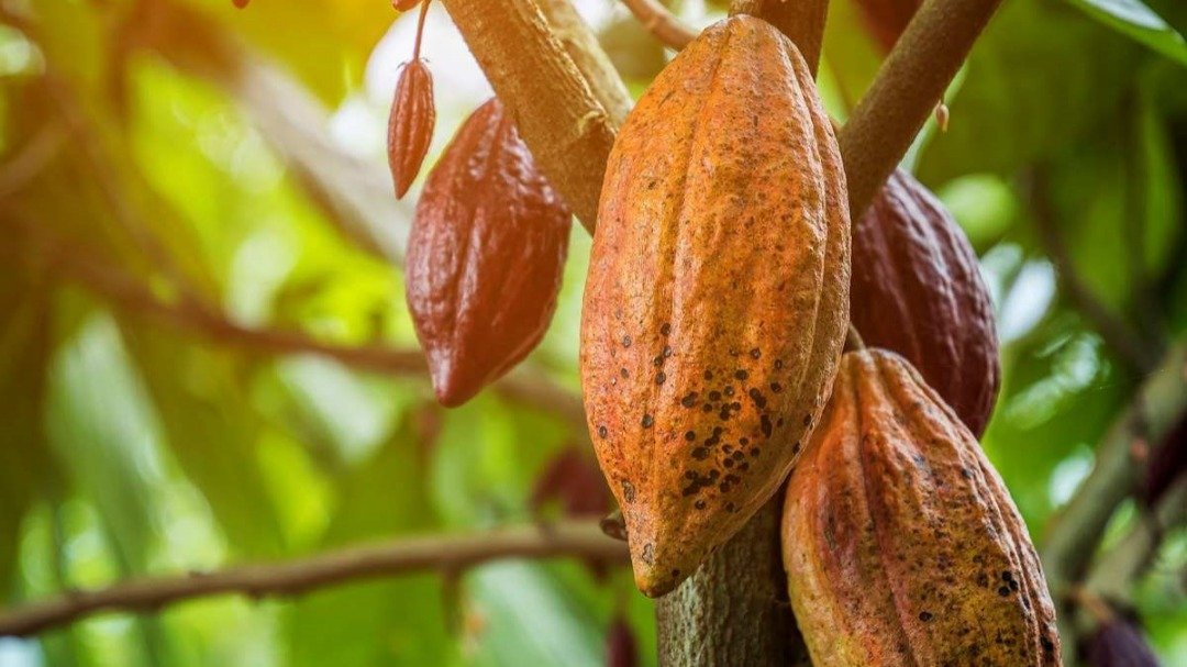 Cacao : Une croissance fulgurante de 85 % en 2024