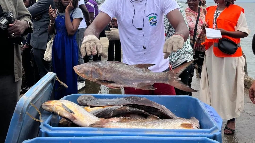 Projet Gab Pêche : les premiers débarquement de poissons sur les étales du Capal