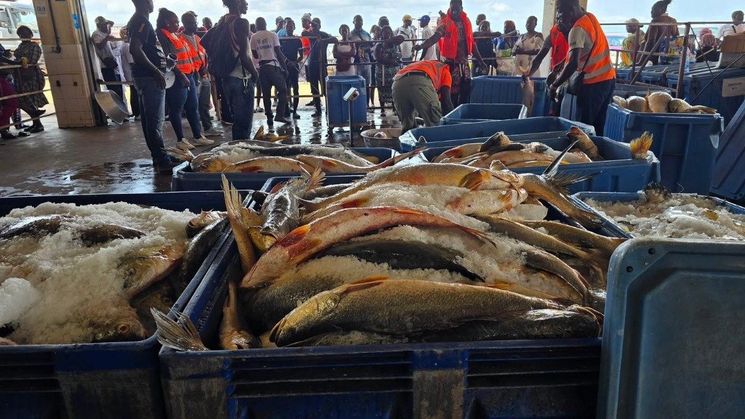 Gab Pêche : vers la reconquête de la souveraineté halieutique, 2,1 tonnes de poissons débarquées et 20 nouvelles pirogues annoncées