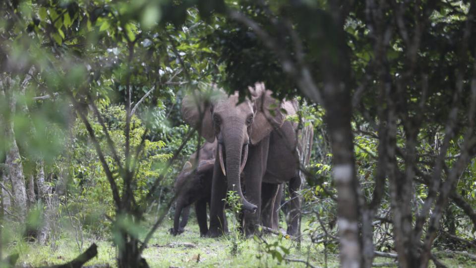 Conflit homme-faune : plus de 1800 barrières électriques installées pour apaiser la cohabitation avec les éléphants