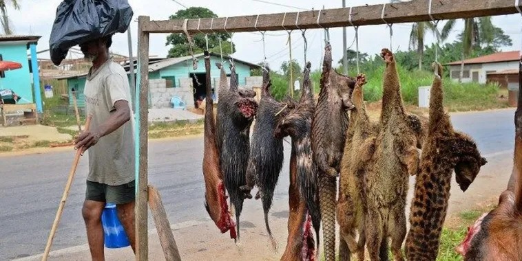 Eaux et Forêts : quand la protection de la nature devient un moteur économique durable