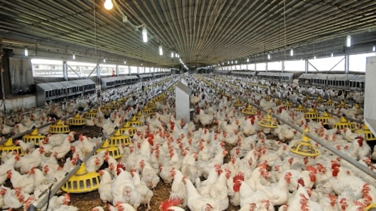  Anges Kevin NZIGOU présent la vision de la plateforme