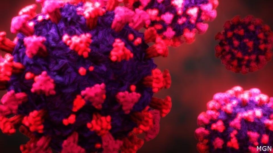 Variant « Cicada » : une nouvelle souche du COVID-19 sous surveillance