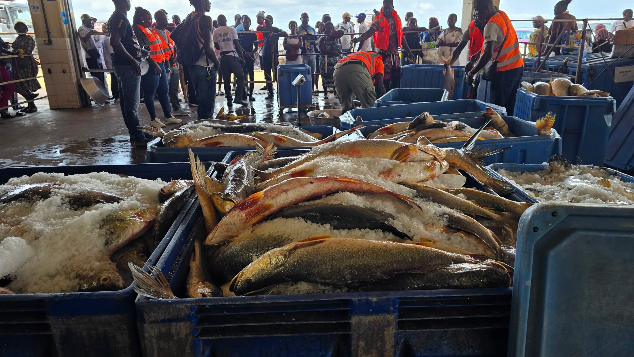 Production locale : Nouveau débarquement à Kango, Gab’Pêche renforce l’offre nationale