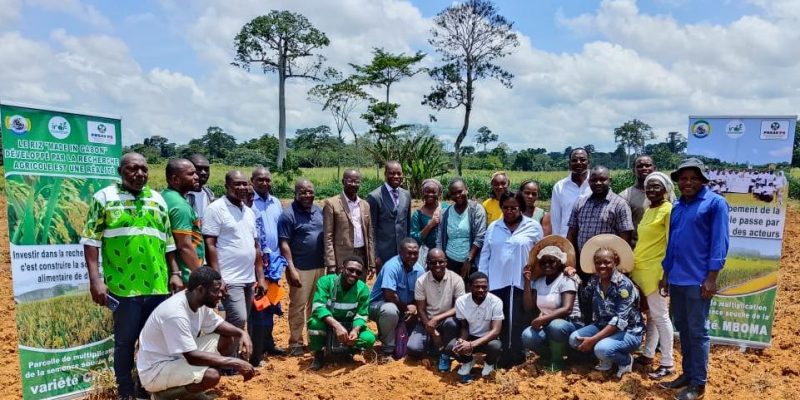 Riziculture au Gabon : une formation stratégique pour réduire la dépendance aux importations