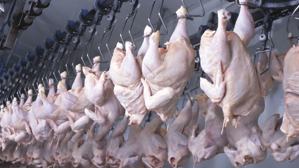 Gabon : 72 000 tonnes de poulet de chair, le pari de 2027