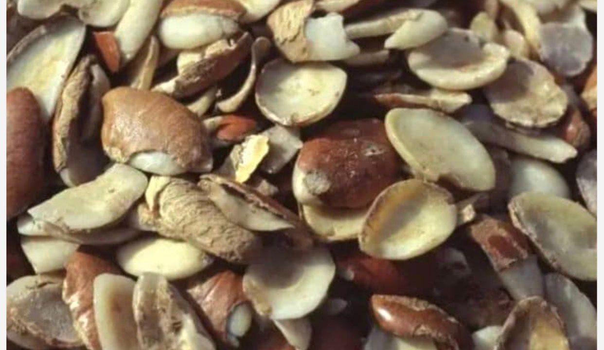 Andock : une filière discrète mais stratégique pour l’économie gabonaise avec un chiffre d’affaires global de 1,64 milliard de FCFA