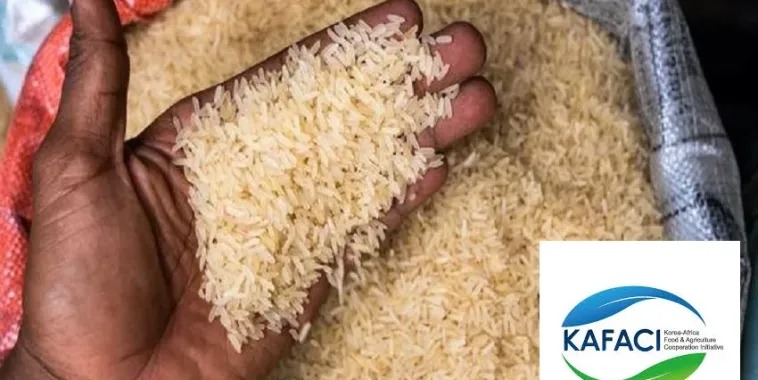 Riz : des rendements triplés pour réduire 41 milliards de FCFA d’importations