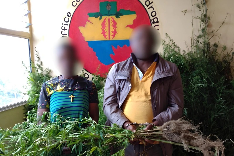 Oyem : 520 pieds de cannabis saisis dans un village du Woleu-Ntem