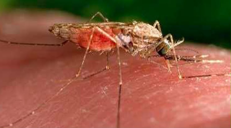 Paludisme : Un moustique venu d’Asie inquiète désormais toute l’Afrique