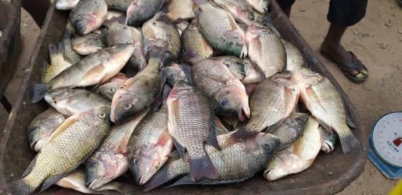 Lambaréné : quand les vendeurs de carpes à la brouette défie l’interdiction municipale