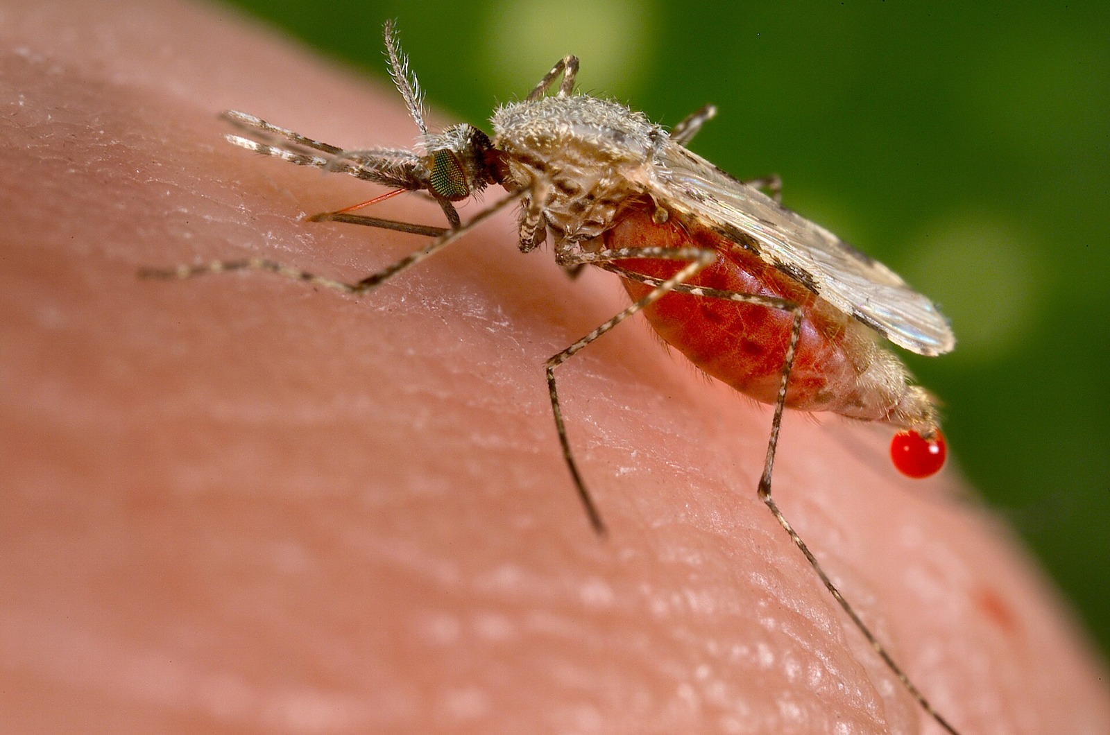 Paludisme : Anopheles stephensi, le nouveau moustique qui menace les villes africaines