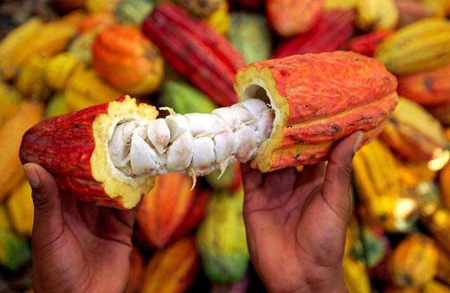 Café-cacao : 3,4 milliards FCFA encore nécessaires pour soutenir la filière