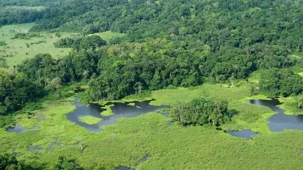 Gabon : 113 milliards de FCFA pour transformer la forêt en opportunités