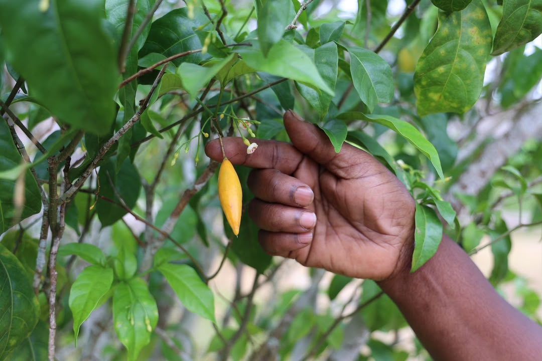 L’exportation de l’Iboga interdite : Vers une nouvelle étape de souveraineté sur la ressource