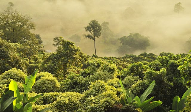 Forêts : Le Gabon veut transformer ses arbres sur pied en nouvelles sources de financement