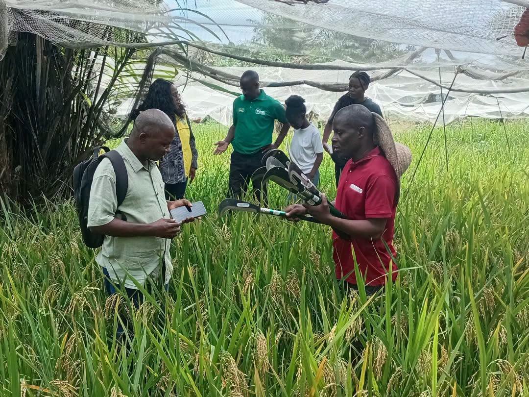 Riziculture : première récolte à Ompouyi, le pari de la production locale se concrétise